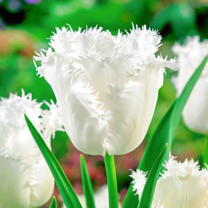 Тюльпан бахромчатый Ханимун (в упаковке - 3шт.)