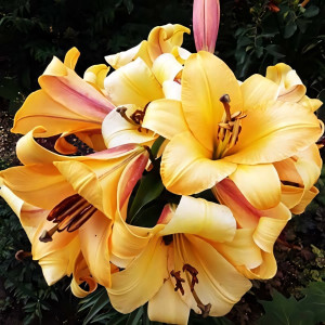  Лилия ОТ гибрид Saltarello (Салтарелло)