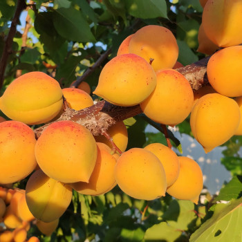 Саженцы Абрикос колоновидный Голд