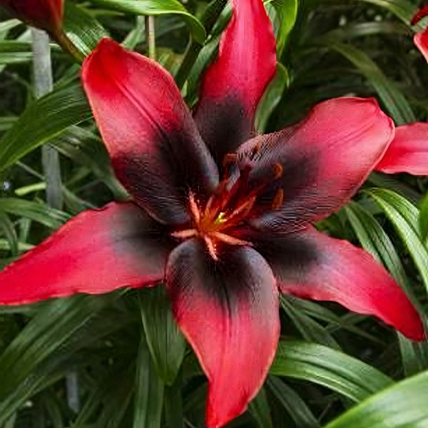 Луковицы  Лилия Лондон Харт (3шт.)