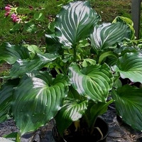 Саженцы Хоста Irish Luck (Айриш Лак) М