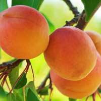 Саженцы Абрикос Дионис