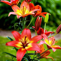 Луковицы  Лилия азиатская Foreve Linda (Форева Линда) (3шт.)