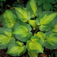 Саженцы Хоста Dance With Me (Дэнс виз Ми) М