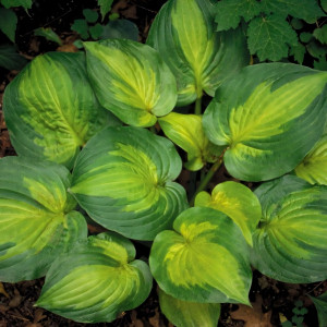 Саженцы Хоста Dance With Me (Дэнс виз Ми) М