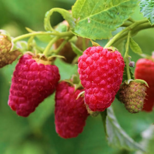 Саженцы Малина красная Глен Файн