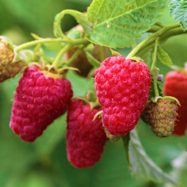 Саженцы Малина красная Глен Файн