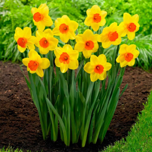 Нарцисс Ред Девон (в упаковке - 3шт.)