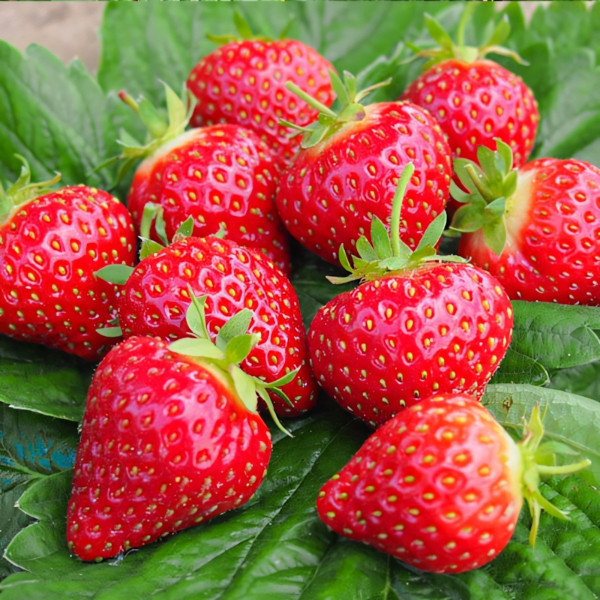 Клубника (крупноплодная) Хоней 5 шт. в упаковке