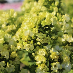 Саженцы Флокс метельчатый Babje Leto (Бабье Лето)