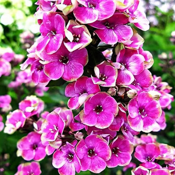 Саженцы Флокс метельчатый Aureole (Ауреол)