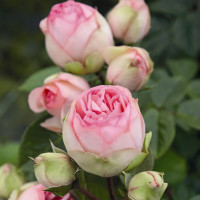 Саженцы Роза спрей Чарминг Пиано