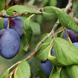 Саженцы Слива Гросса ди Филисио