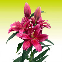 Луковицы  Лилия восточная Roselily Dalinda (Розели Далинда) (3шт.)