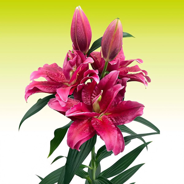 Луковицы  Лилия восточная Roselily Dalinda (Розели Далинда) (3шт.)