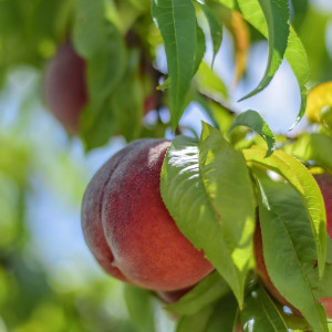 Саженцы Персик Рубиновый Принц