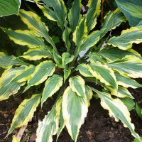 Саженцы Хоста Deliverance (Деливеранс) М