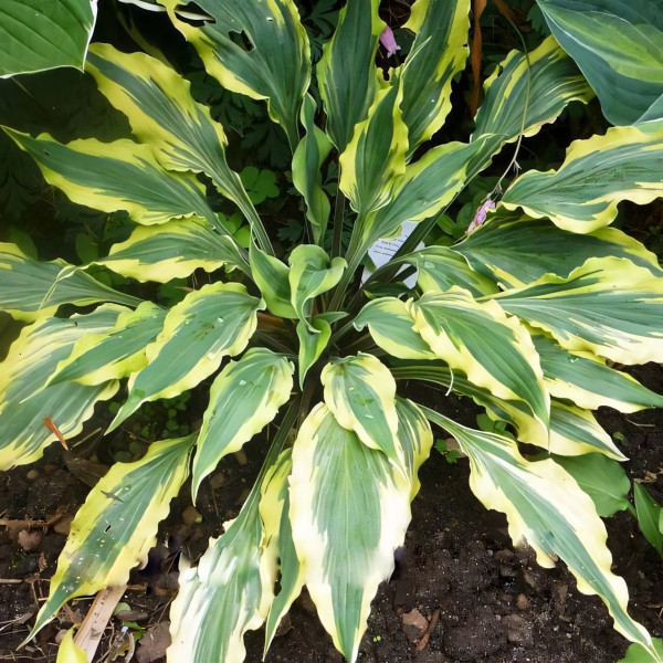 Саженцы Хоста Deliverance (Деливеранс) М