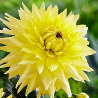 Саженцы Георгина кактусовая Vulcan Yellow (Вулкан Йеллоу)