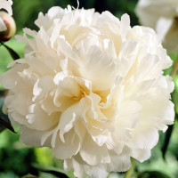 Саженцы Пион Bowl of Cream (Боул оф Крим)