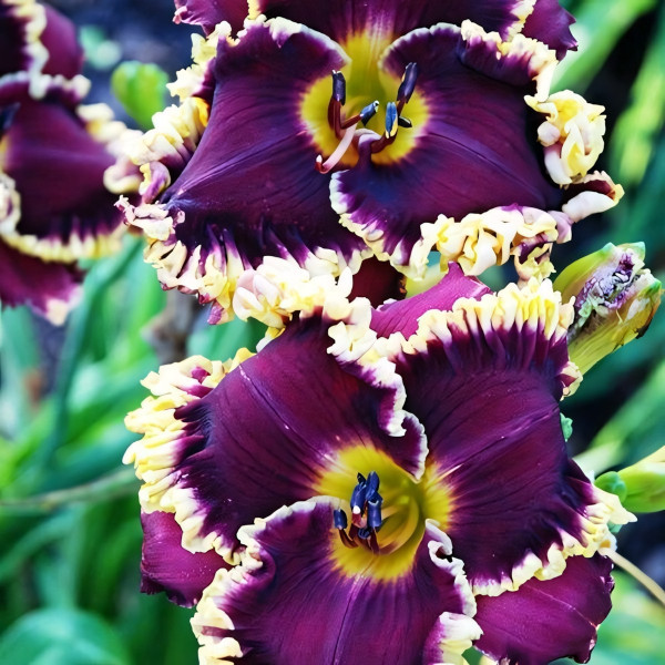 Саженцы Лилейник Midnight in Paris (Миднайт ин Париж)