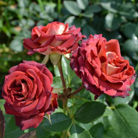 Саженцы Роза спрей Тирамису