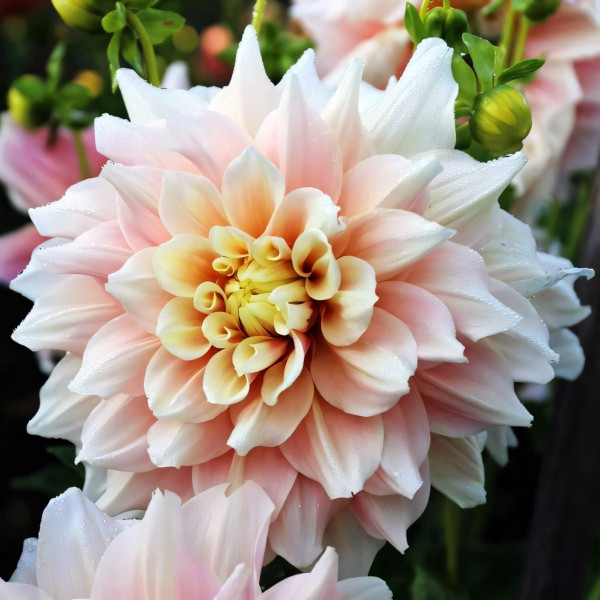 Саженцы Георгина Break Out