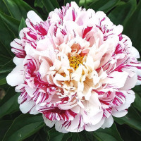Саженцы Пион Candy Striped (Кэнди Стрипт)