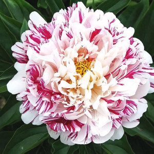 Саженцы Пион Candy Striped (Кэнди Стрипт)