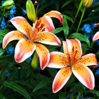 Луковицы  Лилия биколор азиатская Orange Electric (Оранж Электрик) (3шт.)