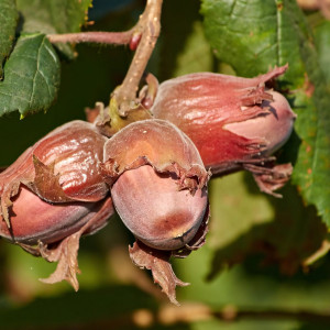 Саженцы Фундук Московский Рубин