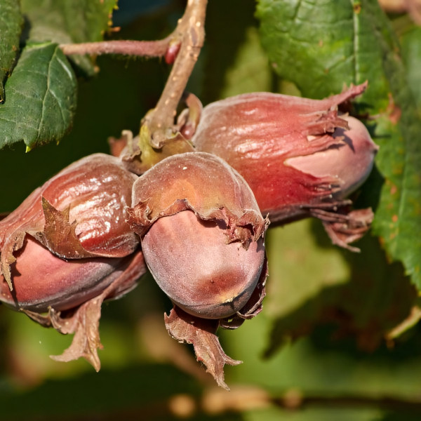 Саженцы Фундук Московский Рубин