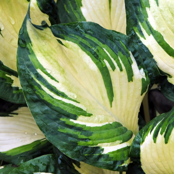 Саженцы Хоста Georgia Sweetheart (Джоржия Свитхарт) М