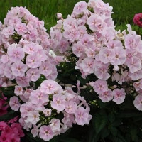 Саженцы Флокс Younique Bicolor (Юник Биколор)