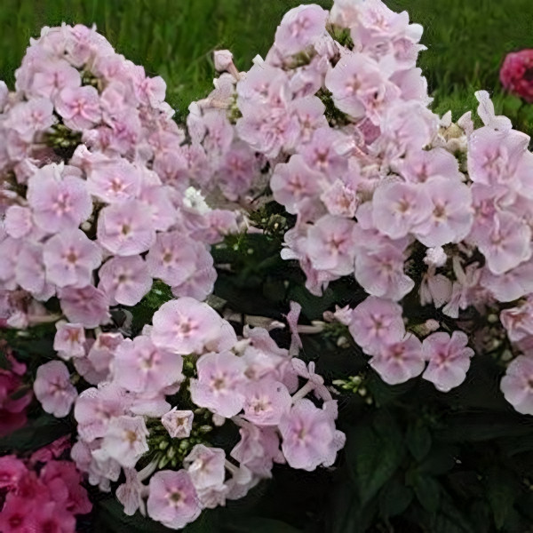 Саженцы Флокс Younique Bicolor (Юник Биколор)