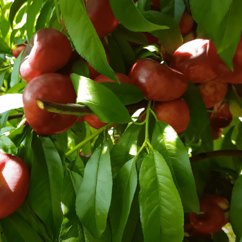 Саженцы Нектарин Донат