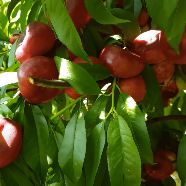 Саженцы Нектарин Донат