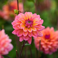 Саженцы Георгина декоративная Belfloor (Белфлор)