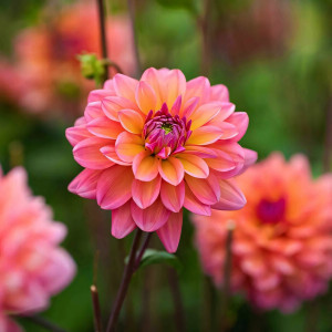 Саженцы Георгина декоративная Belfloor (Белфлор)