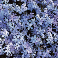 Саженцы Флокс растопыренный Clouds of Perfume (Клаудс Парфюм)