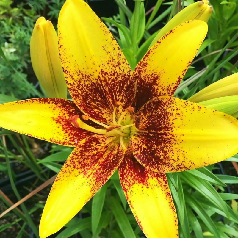 Луковицы  Лилия азиатская Yellow Brush (Йеллоу Браш) (3шт.)