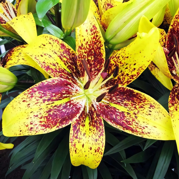 Луковицы  Лилия азиатская Juliet's Joy (Джульетс Джой) (3шт.)