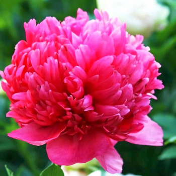 Пион Комманд Перформанс