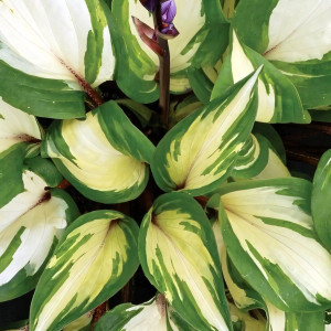 Саженцы Хоста Raspberry Sundae (Распберри Сандай) S