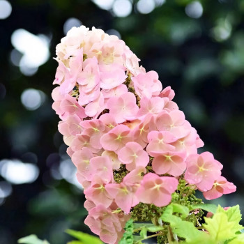 Гортензия дуболистная Applause (Эпплауз)