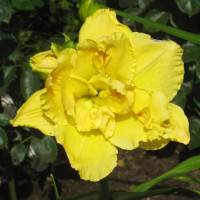 Саженцы Лилейник Dynamic Duo (Динамик Дуо)