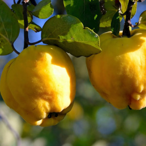 Саженцы Айва Лесковаска