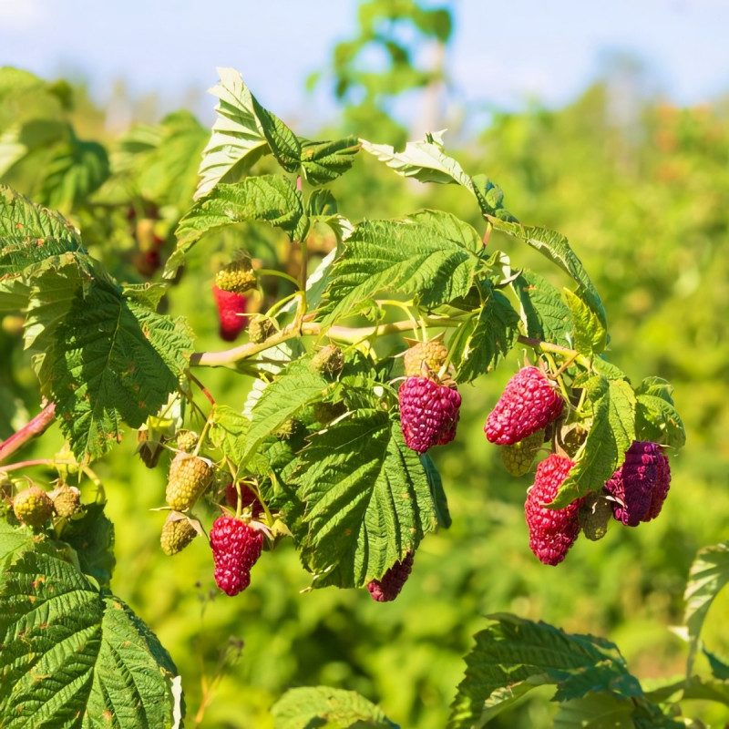 Саженцы Малиновое дерево Богатырь