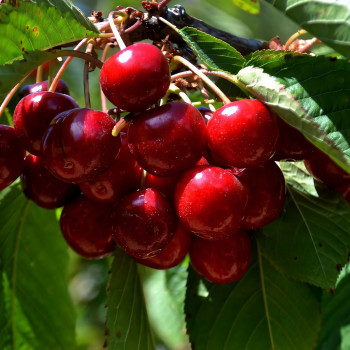 Саженцы Черешня Овстуженка