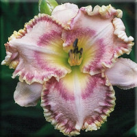 Саженцы Лилейник Sink Into Your Eyes (Синк инто ю айс)